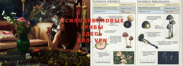 apvp Алзамай